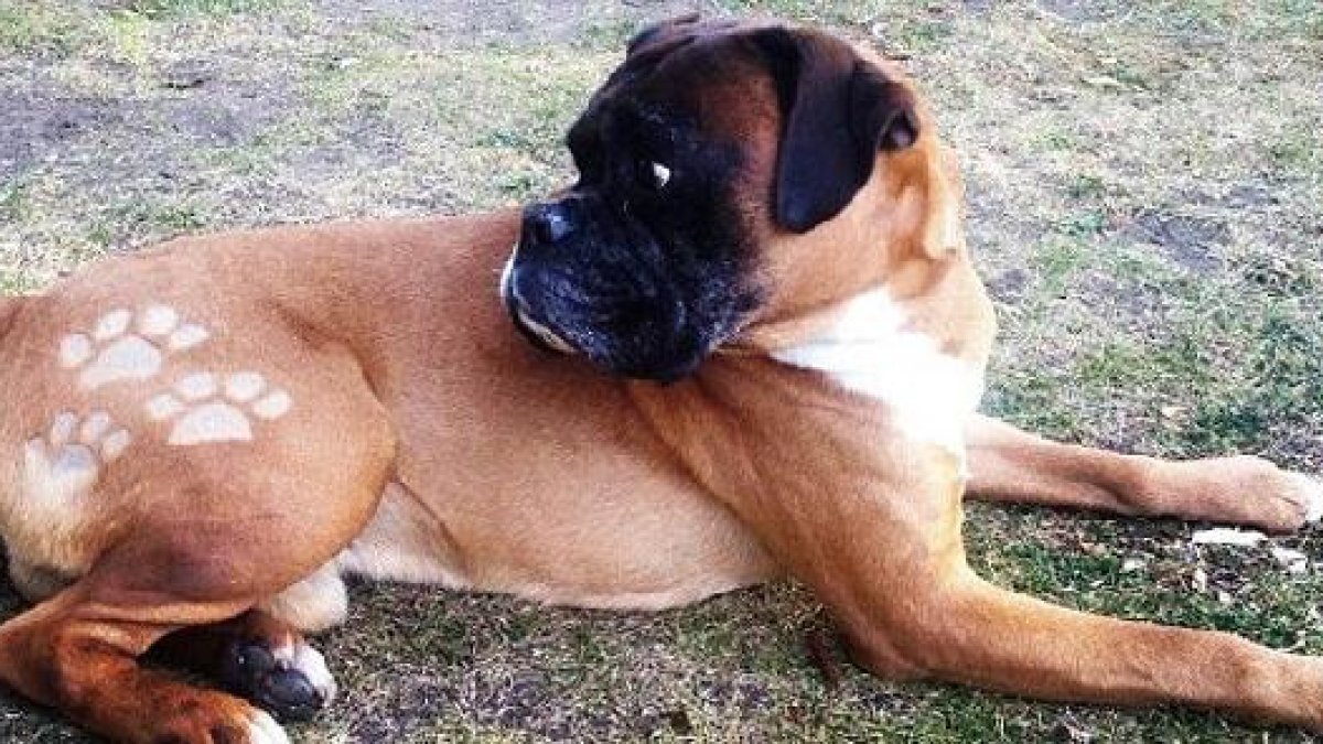 Boxer con tatuaje hecho con maquinillax,auto,au