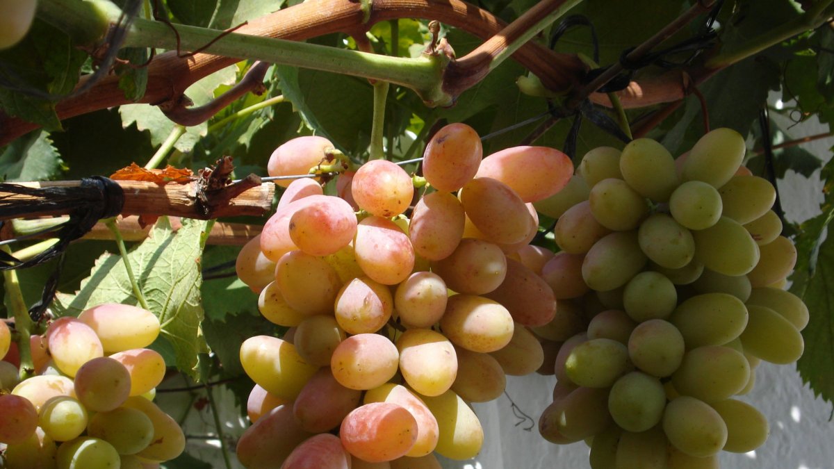 Algunas de las variedades de uva.