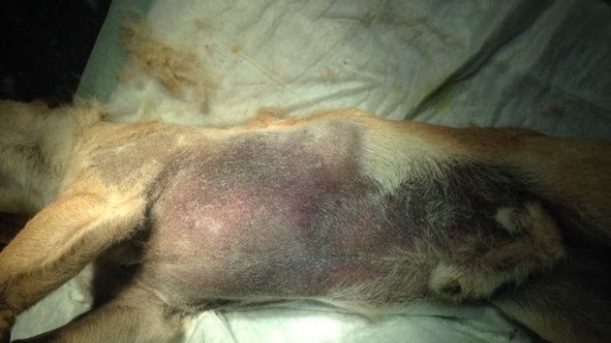 Imagen de la pequeña Tuba