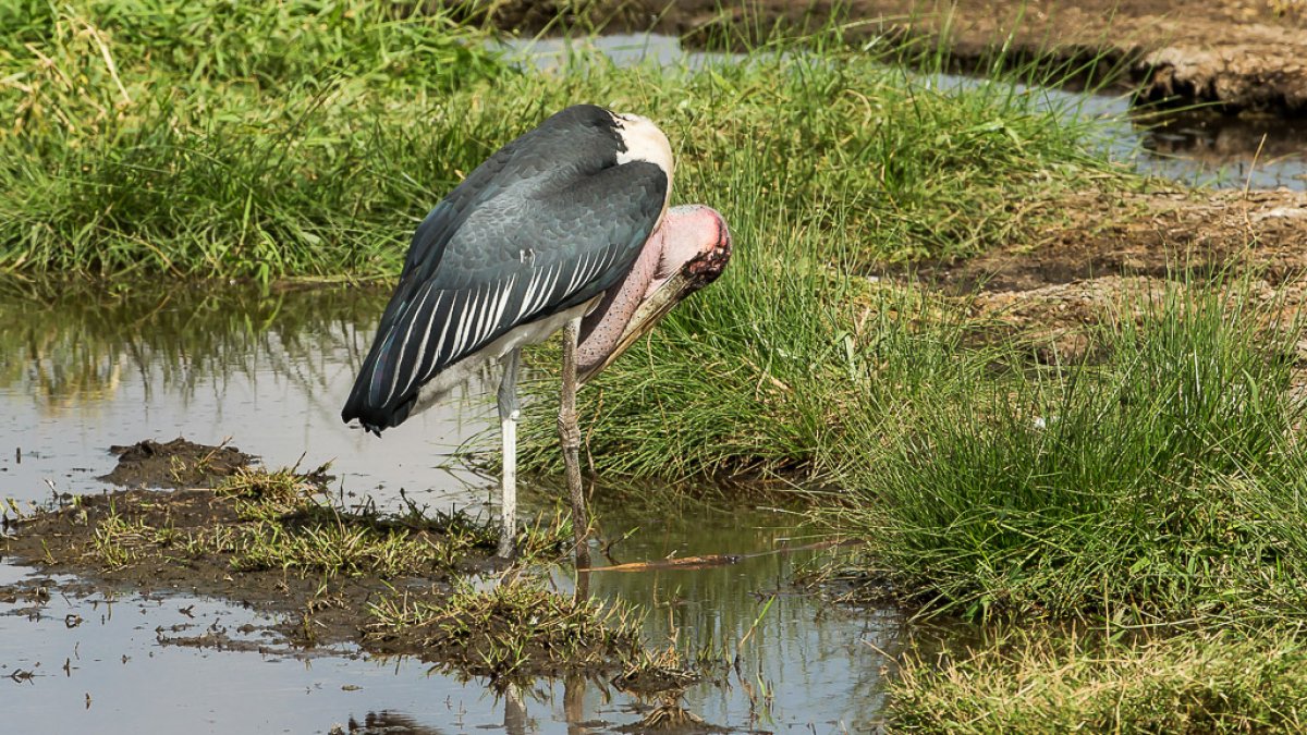 Imagen del Observatorio de la Naturaleza de un marabú africano