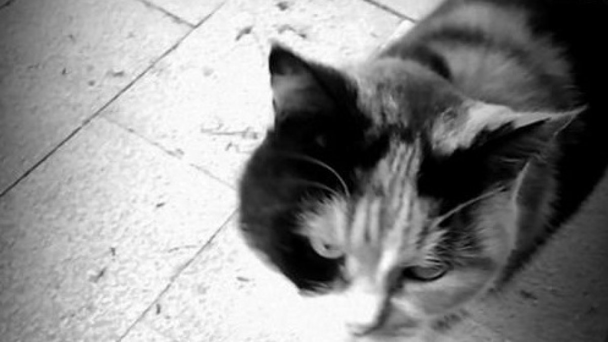 Nika, nueva mascota de la Alcazaba.