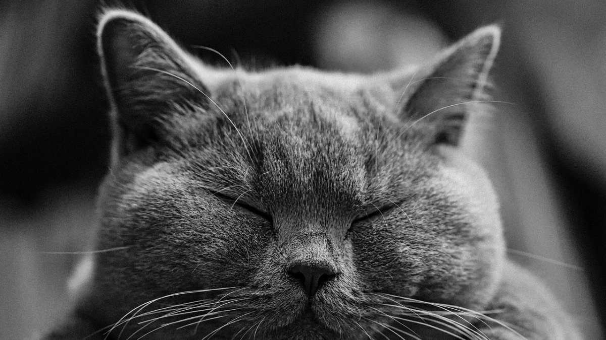 Tener una mascota es una gran responsabilidad.