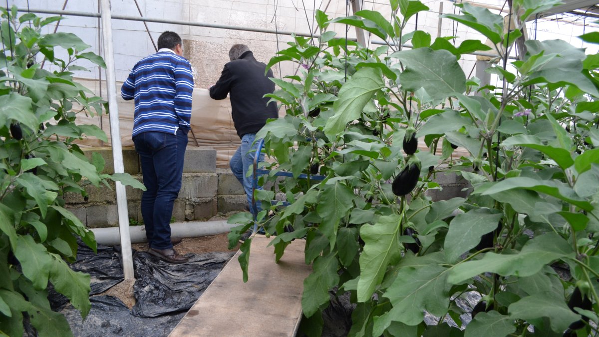 Un agricultor muestra el estado del invernadero después de los ataques.
