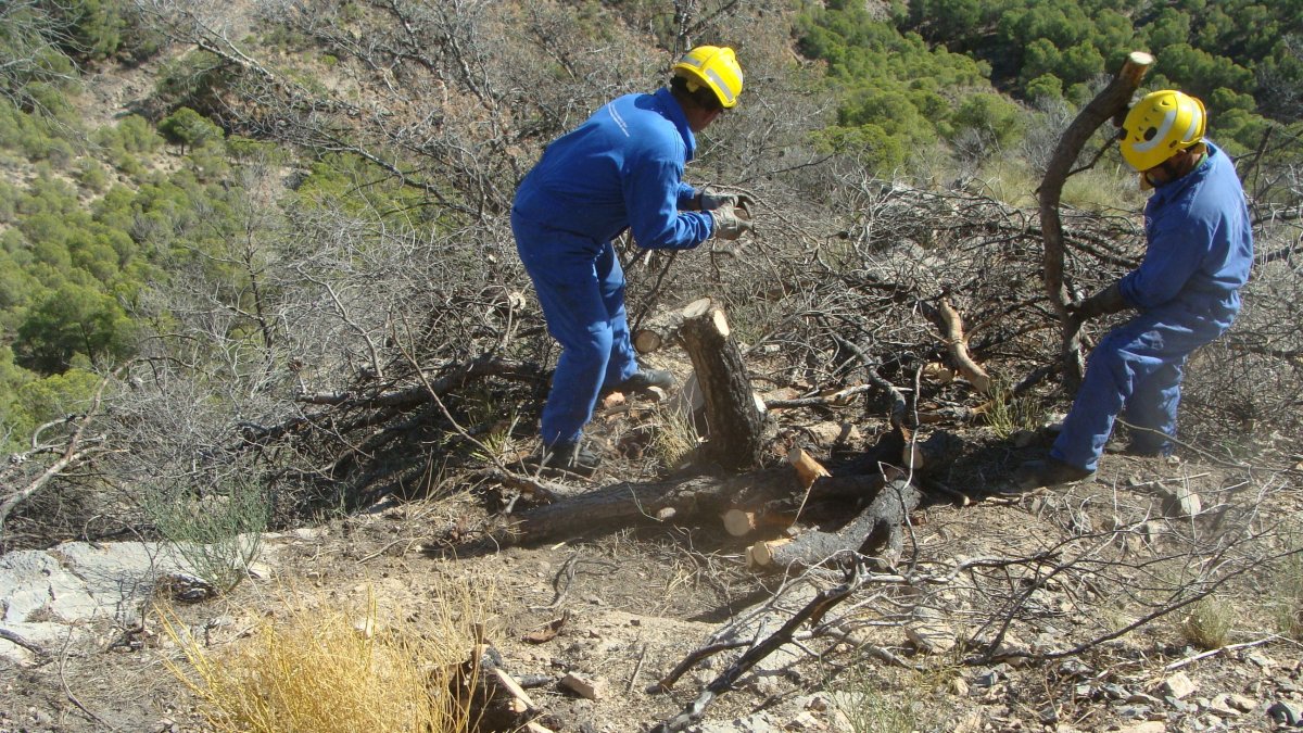 Trabajos de apeo, desrame y tronzado de pies quemados para la construcción de fajinas.