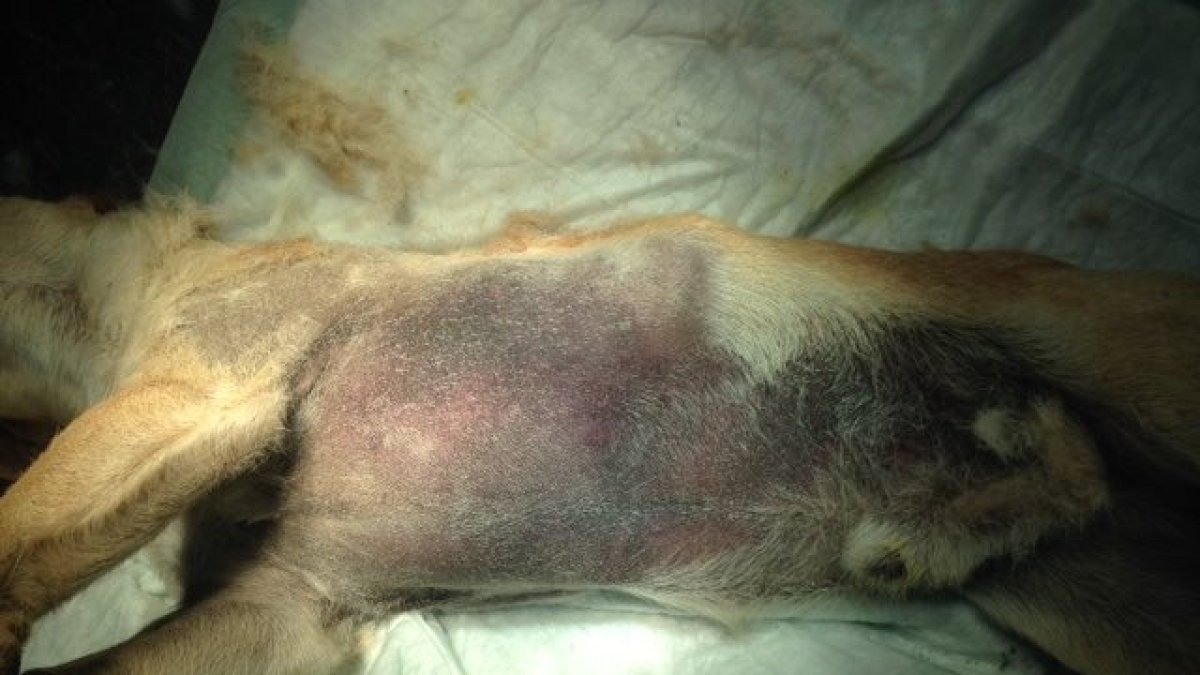 Estado del pastor alemán después de la terrible paliza.