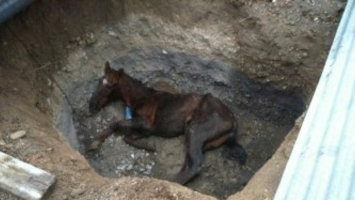 El equino rescatado por los bomberos llevaba tres días en este hoyo.