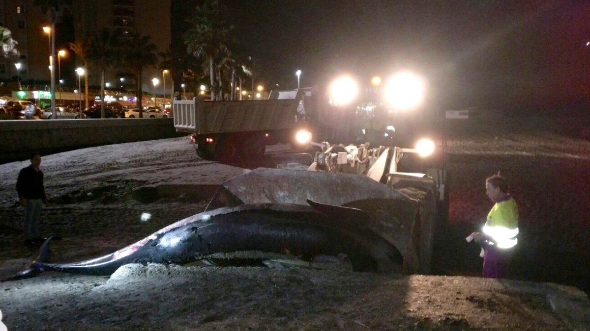 El cuerpo del calderón en la playa de El Zapillo.