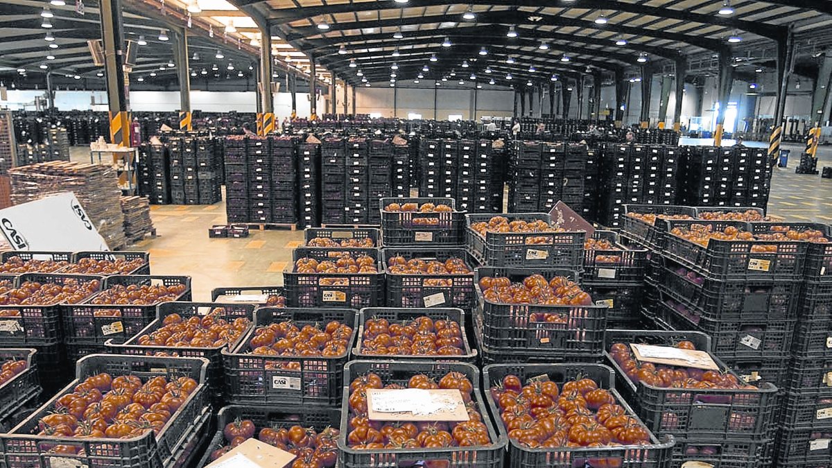 El tomate almeriense vuelve a reinar en Europa