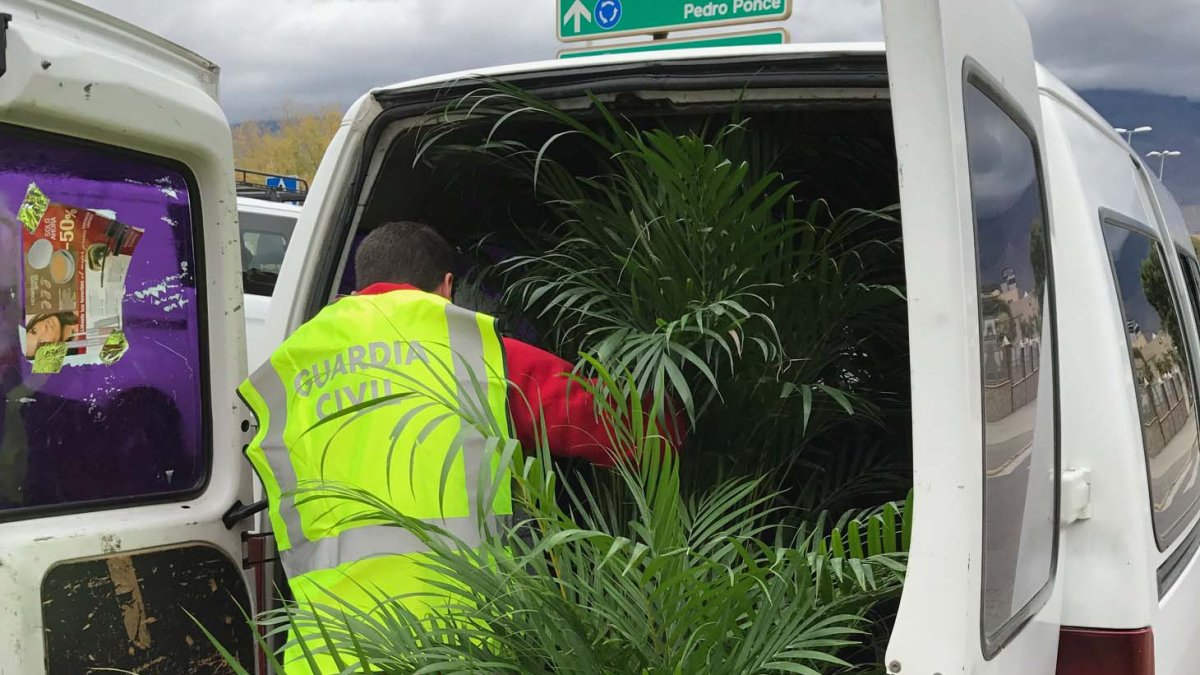 La Guardia Civil con parte de las plantas sustraídas de un vivero