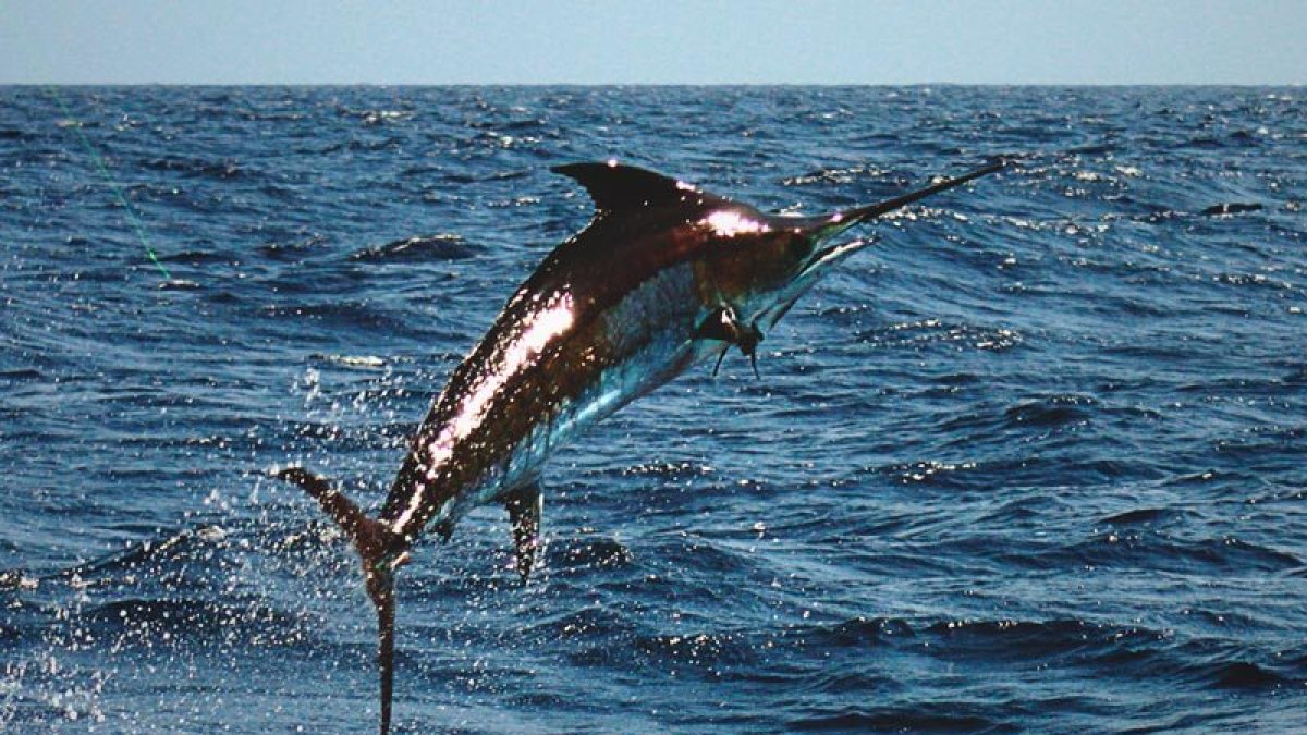 Un pez espada saltando sobre la superficie del mar