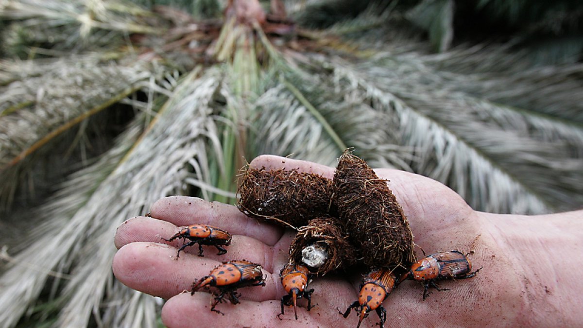 Picudo rojo en un palmeral infectado.