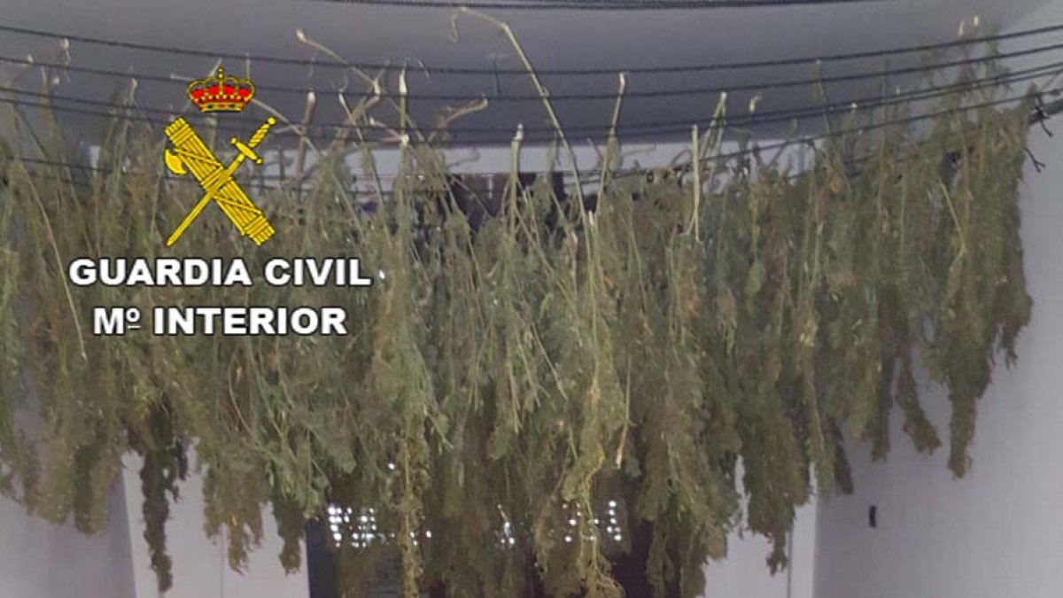 Plantas puestas a secar en el interior de la vivienda.