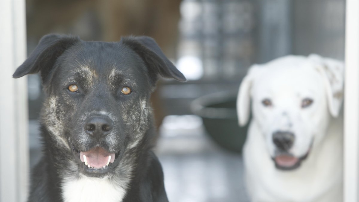 Los alimentos irán destinados a perros y gatos recogidos