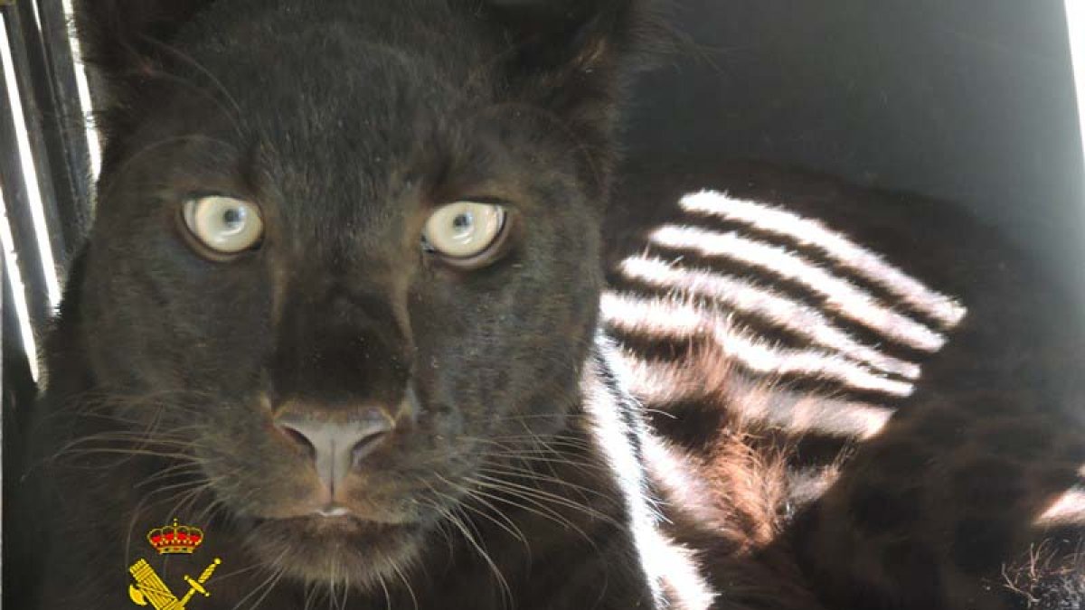 Fotografía de la pantera negra localizada en Arboleas