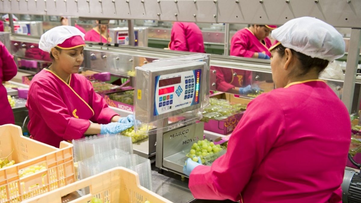 Uva  criada en el Alto Almanzora en el almacén de manipulado de Moyka en Totana.