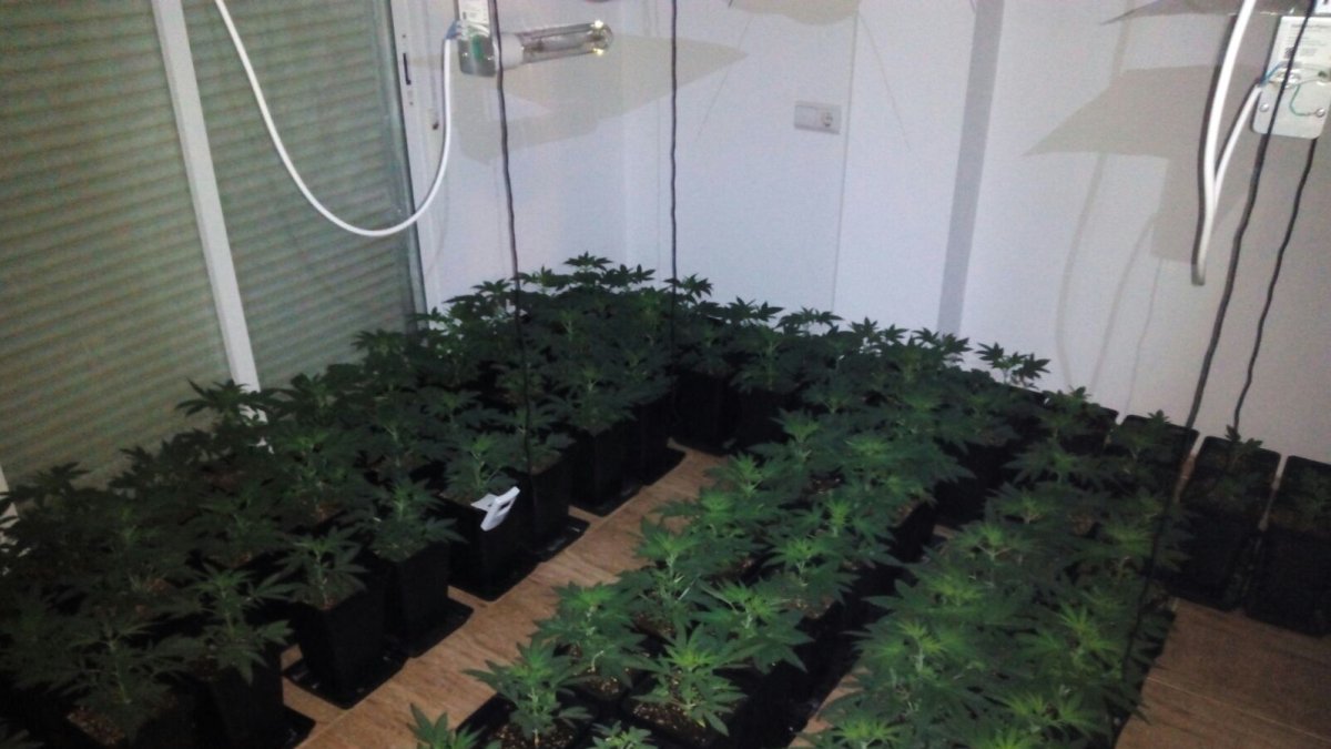Imagen de plantas de marihuana localizadas por la Policiía Local.
