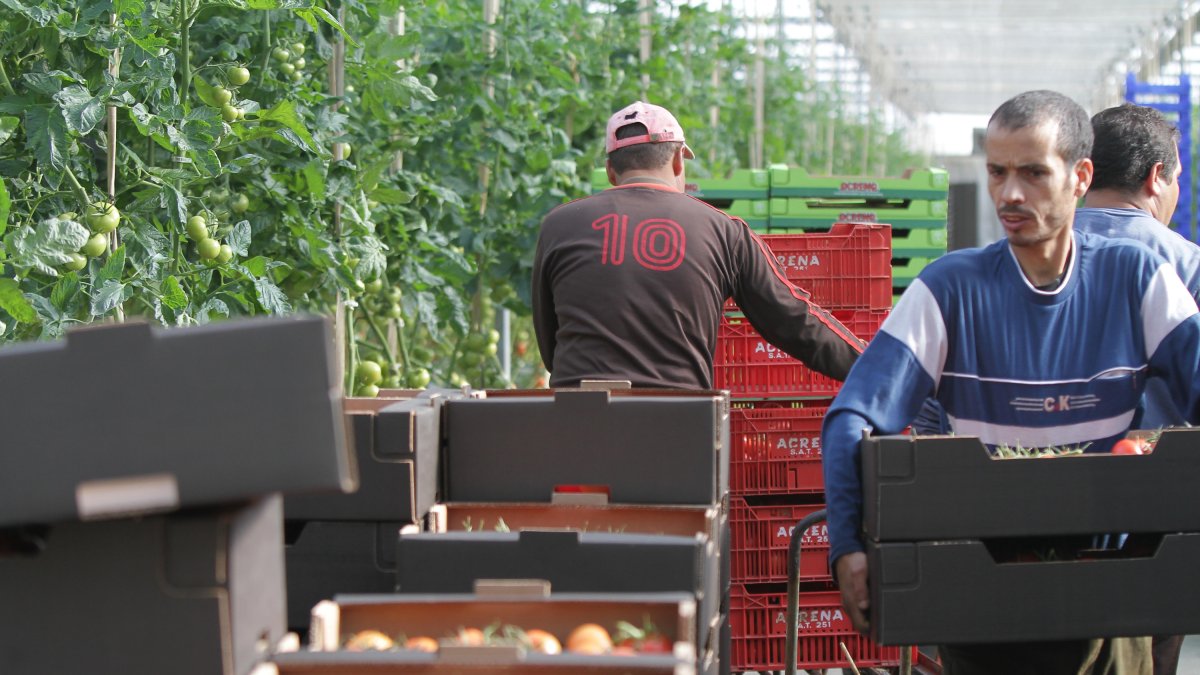 El invernadero almeriense suma un volumen de producción que supera los 3 millones de toneladas, Murcia solo llega a un 10% de esa cantidad con 35.000