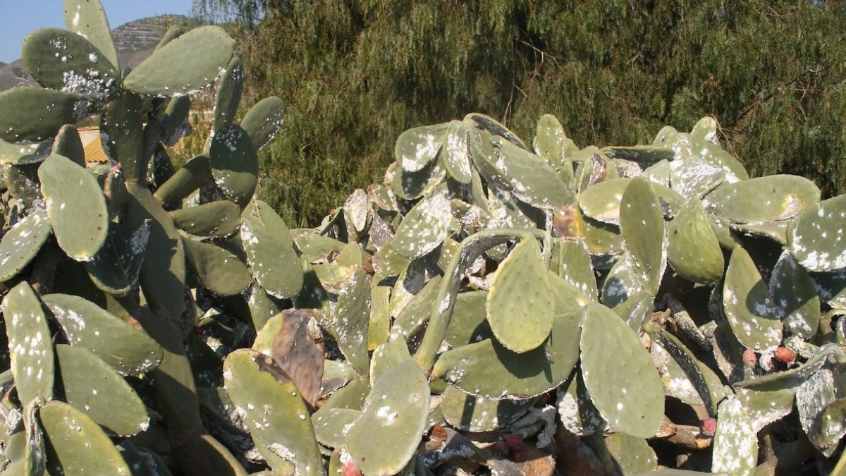 Penca de chumbos afectada por la plaga de la cochinilla.