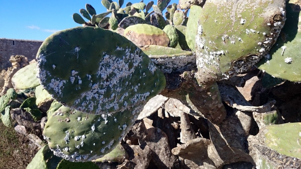 Imagen de chumbera afectada por el parásito