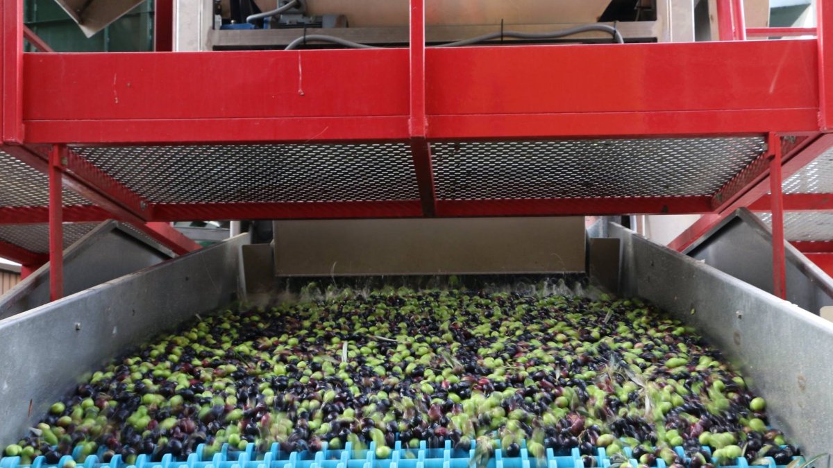 Primeras aceitunas llegadas a la Almazara este año