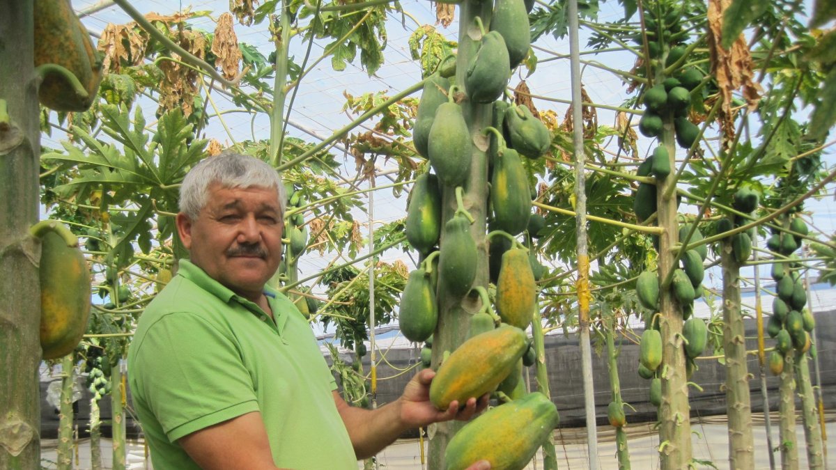 Manuel Ramón Berenguel ha sido un pionero del cultivo de papaya en Almería a través de su finca ubicada en La Cañada de San Urbano.