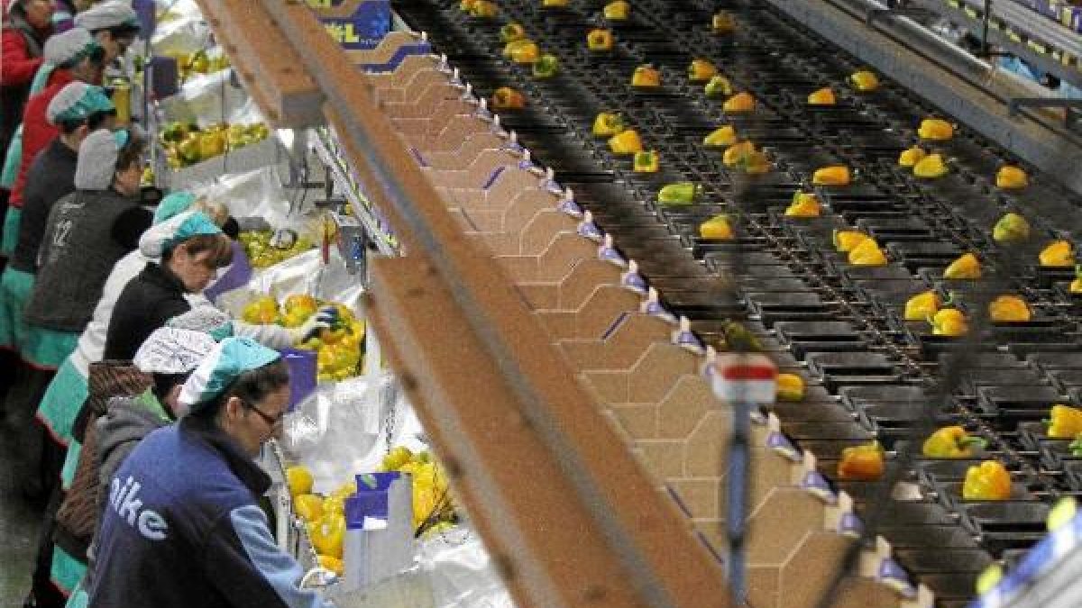 Imagen de archivo de mujeres trabajando en el manipulado de productos agrícolas.