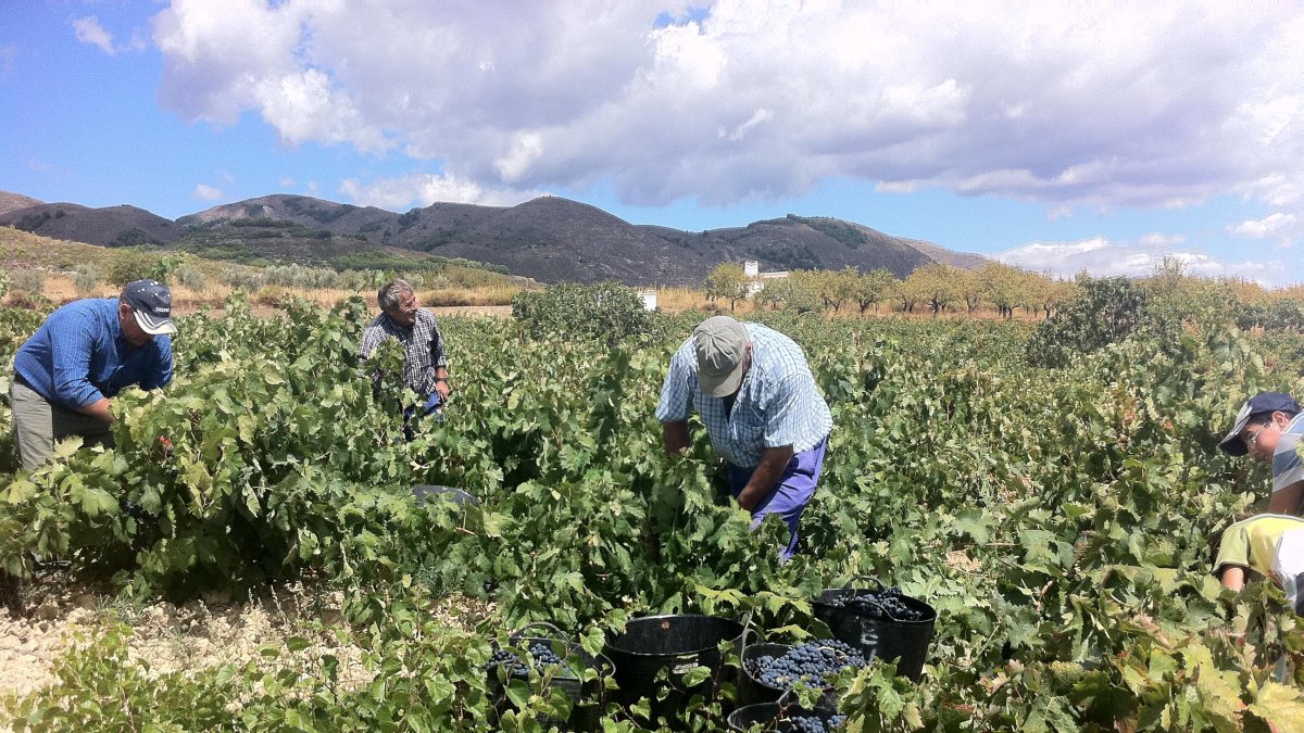Vendimia de uva para vinificación en una finca de la Ribera del Andarax.