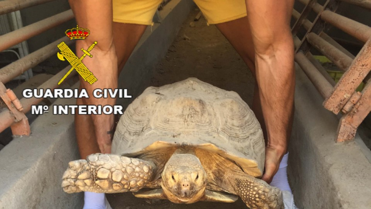 La tortuga recuperada por la Guardia Civil.