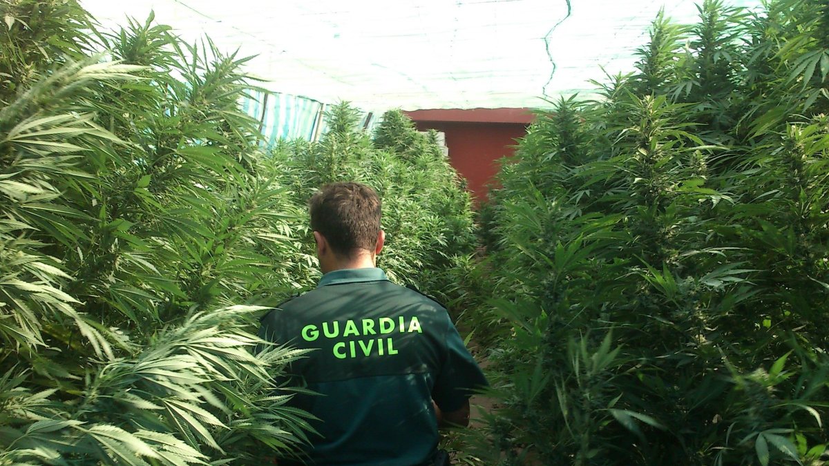 Plantas de tres metros en una finca en El Ejido