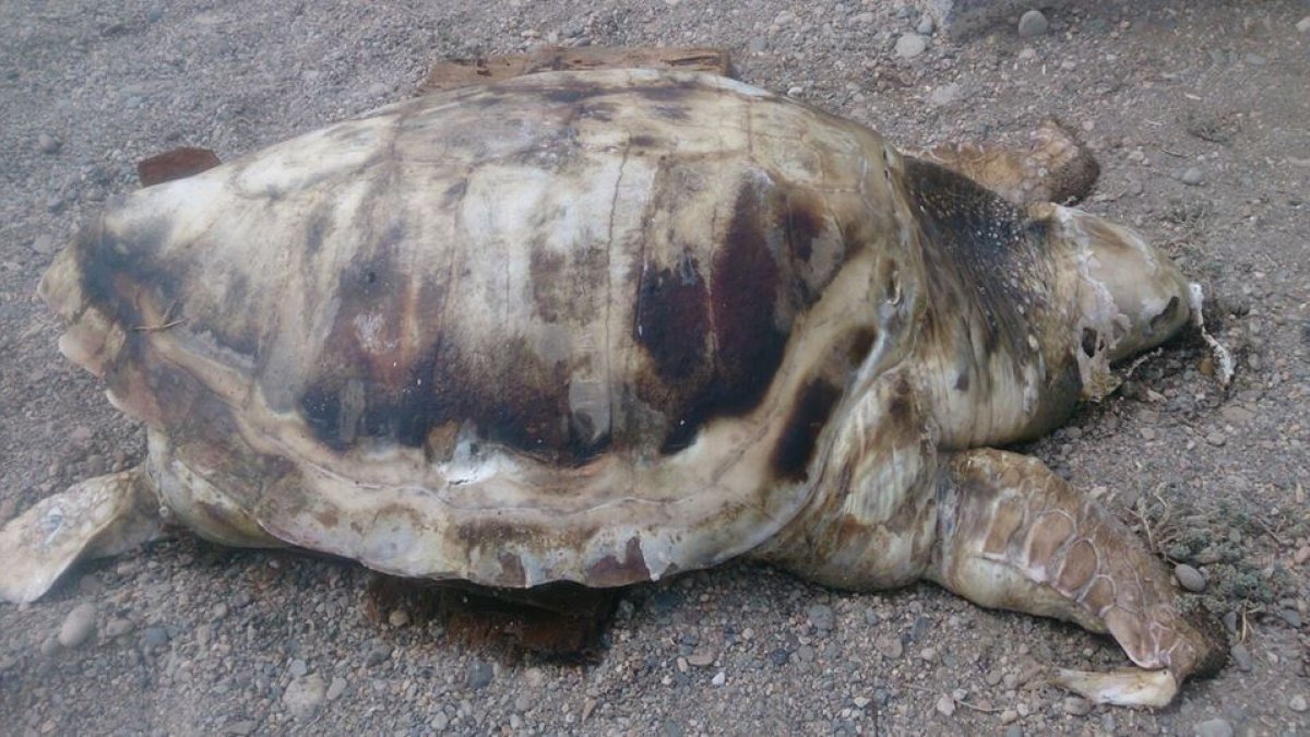 Imagen del cadáver de la tortuga boba encontrada en las playas de Balanegra.