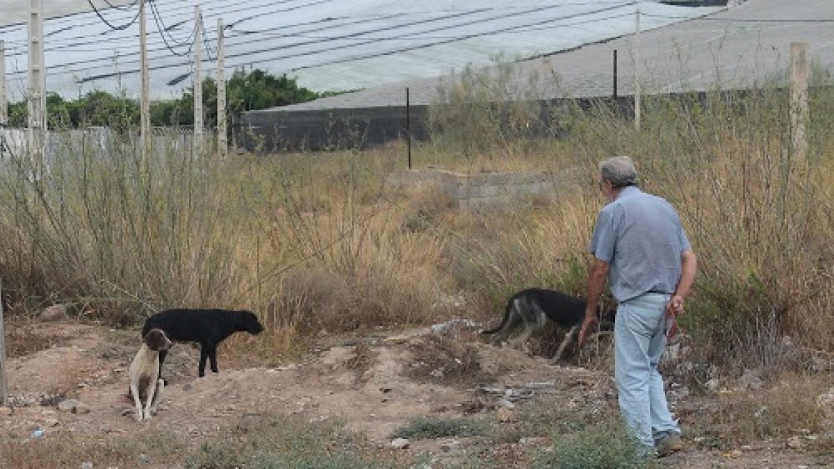 Imagen de algunos perros abandonados en los alrededores del municipio virgitano.