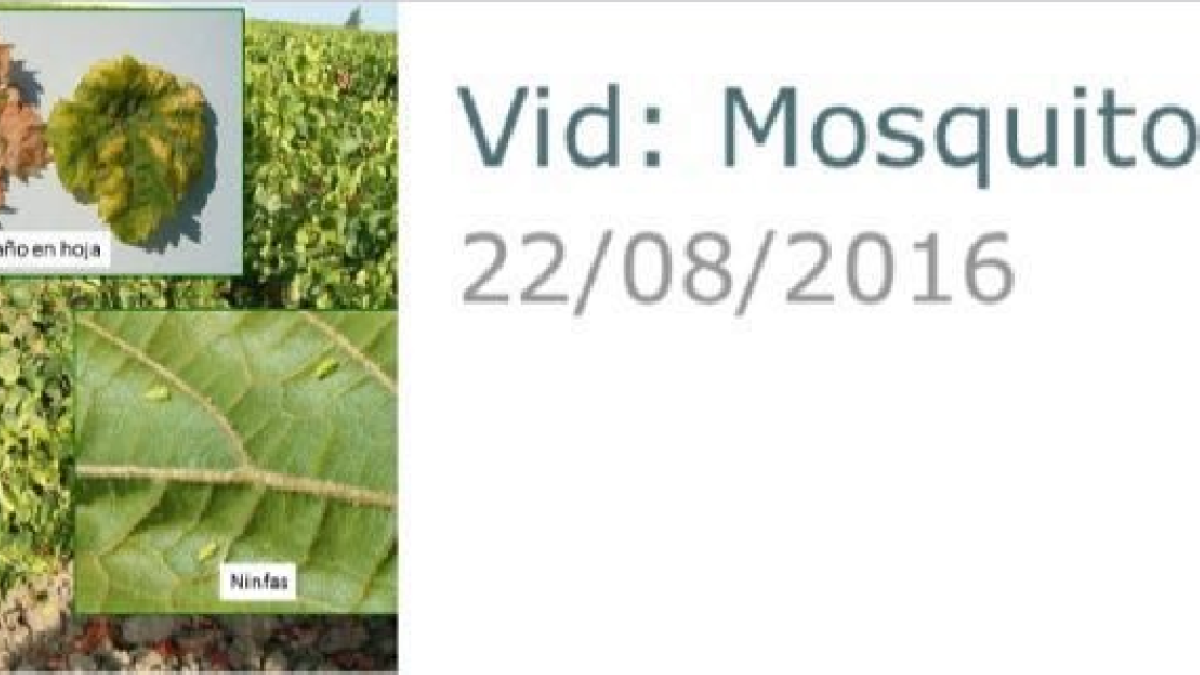 Alerta sobre la vid aparecida esta semana en la app