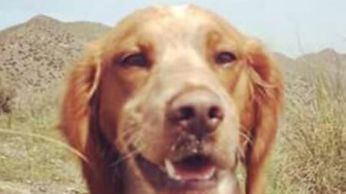 Perrita desaparecida en San Juan de los Terreros.