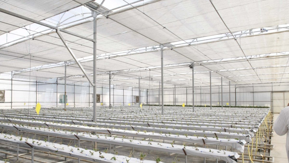 Un invernadero con cultivo hidropónico