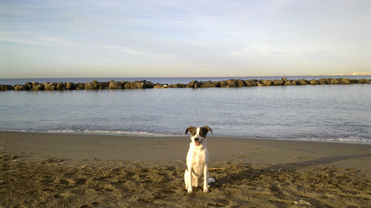 Consejos para velar por la salud de nuestras mascotas en verano.