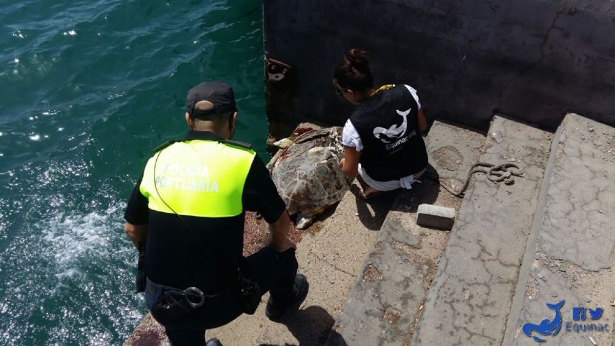 Un miembro de Equinac y de la policía portuaria junto al animal.