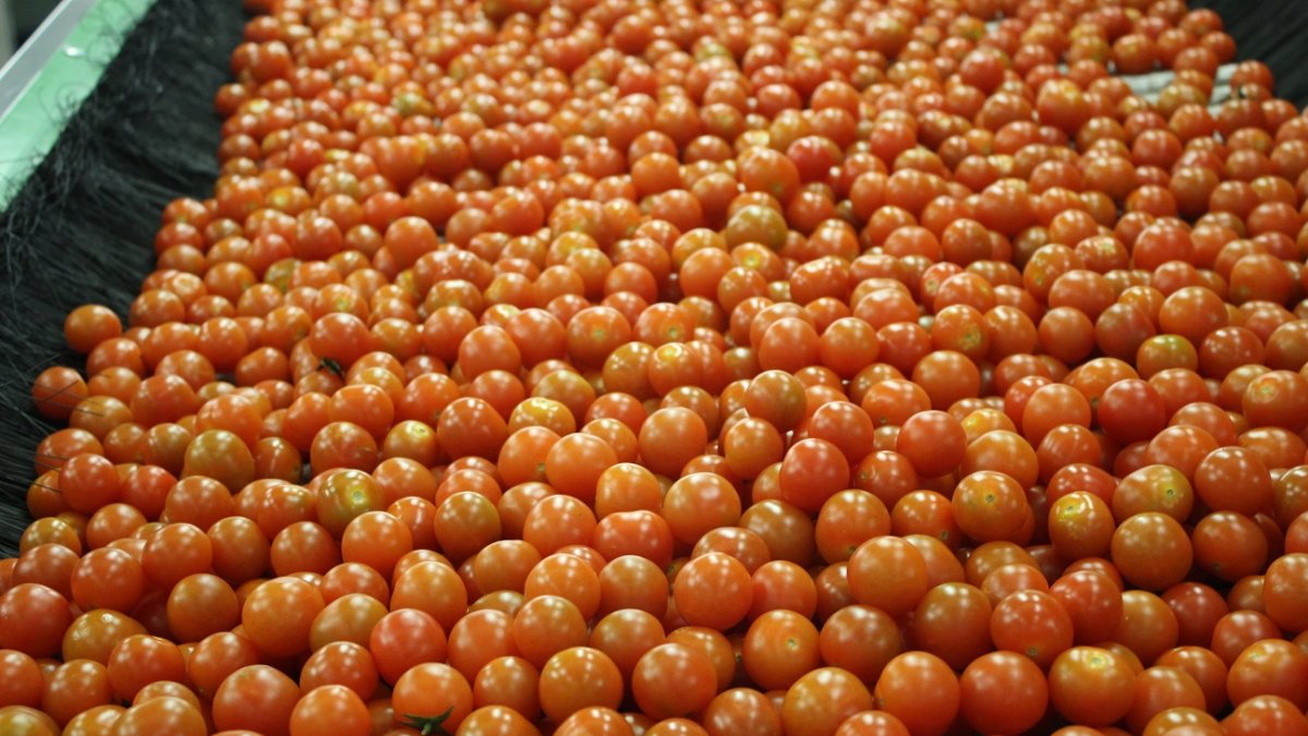 Tomate cherry en el proceso de lavado antes del envasado