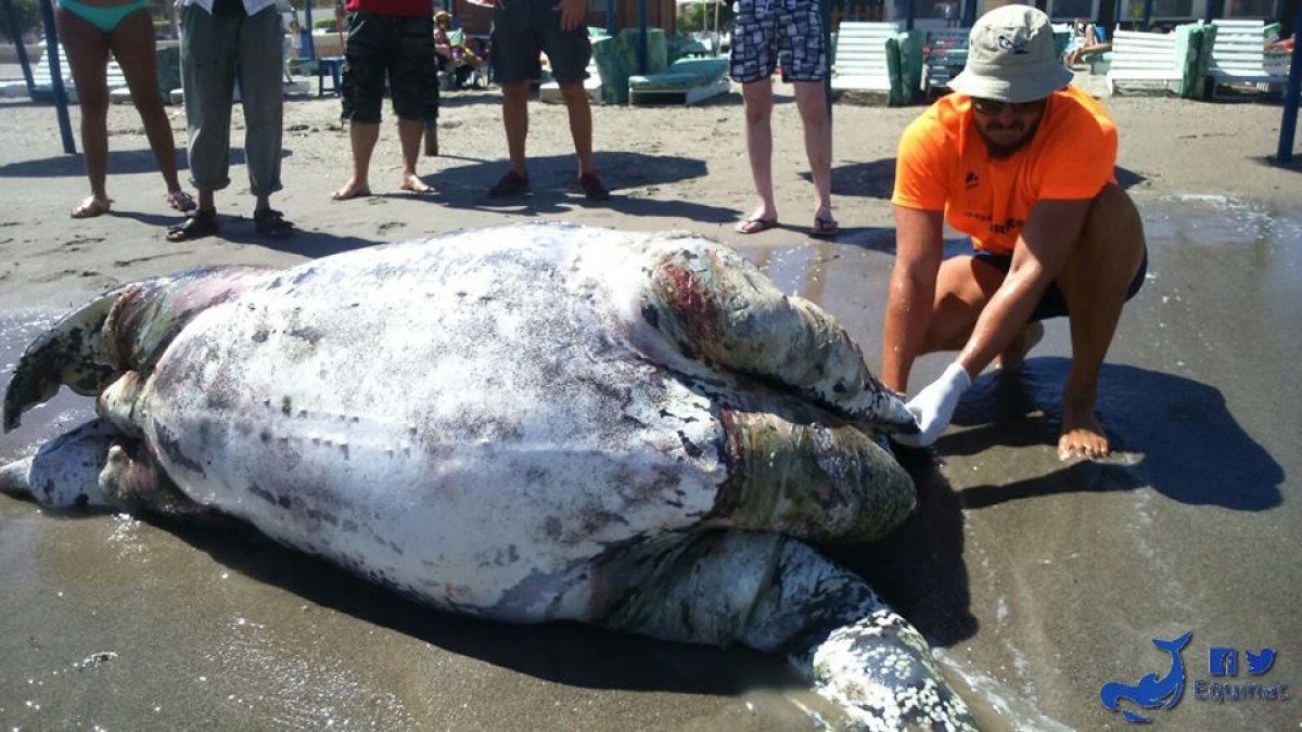 Con la de Aguadulce, ya son tres tortugas laúd varadas en los últimos meses.