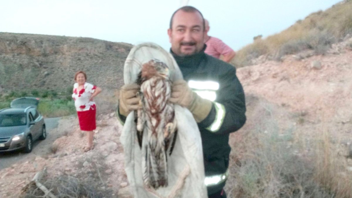 El águila, tras ser rescatada, en manos de uno de los bomberos.