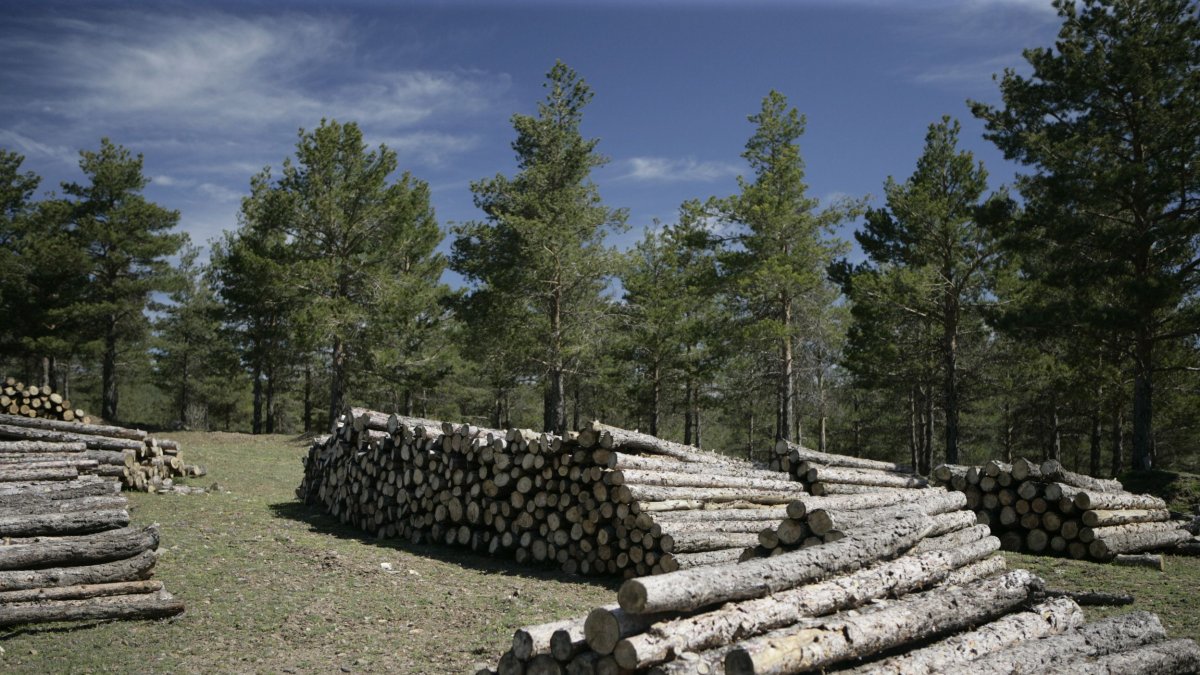 La tala permite mejorar los bosques y crea riqueza y empleo con la madera