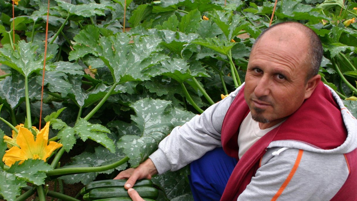 El agricultor Pantaleón Mecía en un invernadero de calabacín en Las Norias.