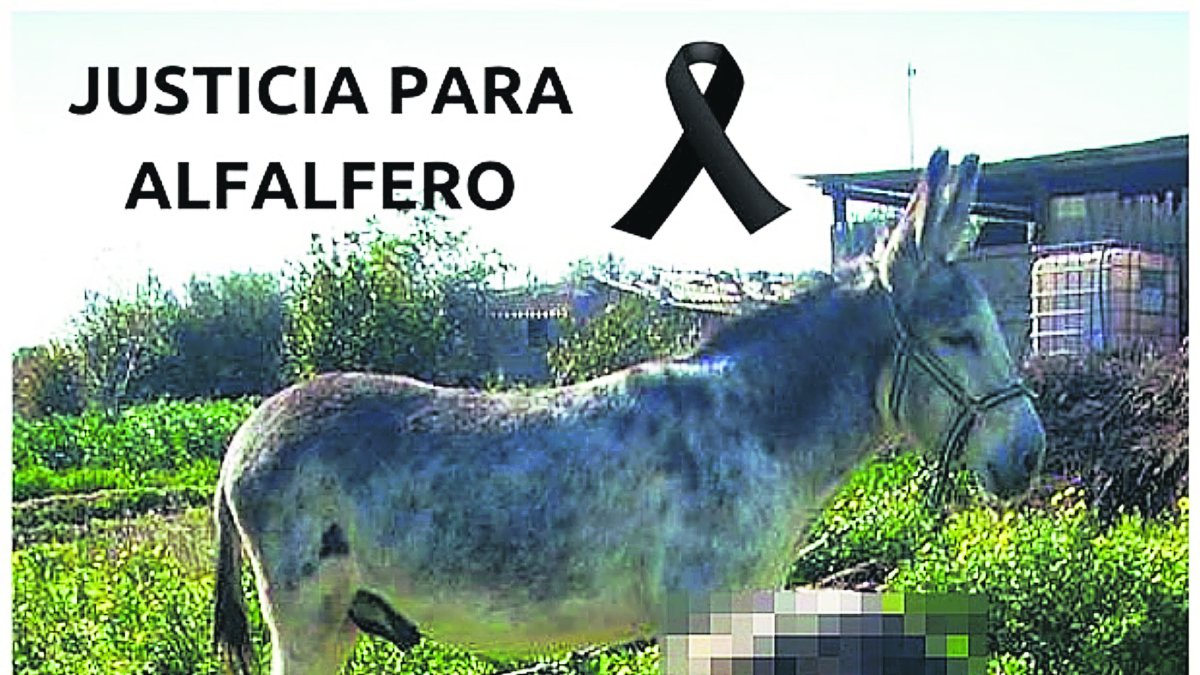 Uno de los más crueles casos de maltrato animal ha sido el del burro torturado hasta la muerte en Turre.