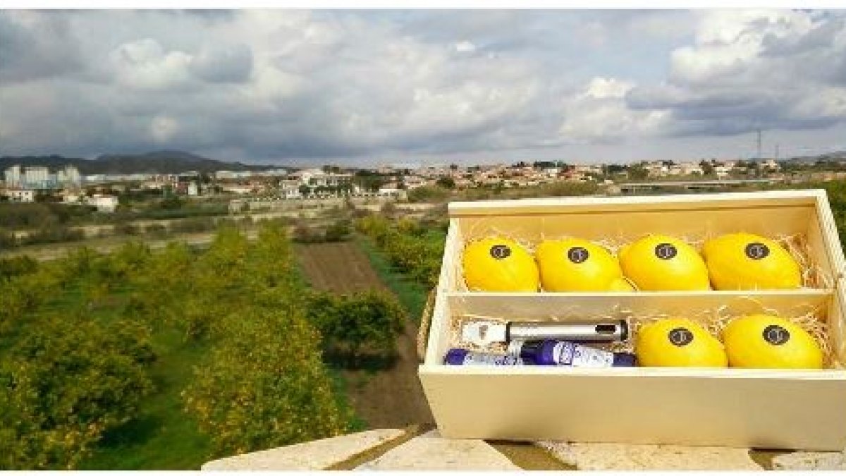 Limón cosechado en Arboleas cuyas variedad ecológica está orientada a la coctelería.