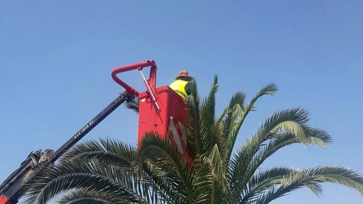 Un operario municipal de Adra trata una de las palmeras afectadas por el