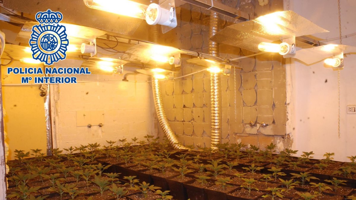 Plantación de marihuana desmantelada el pasado mes de febrero en una vivienda próxima a Los Almendros.