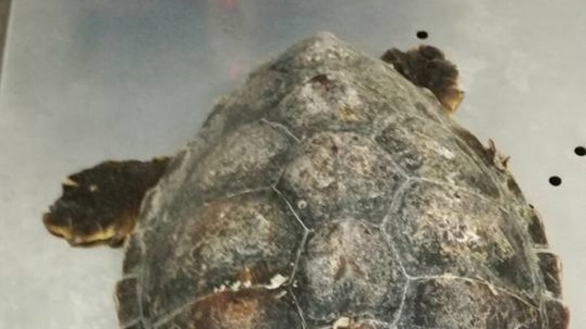 Tortuga boba que apareció ayer en Roquetas.