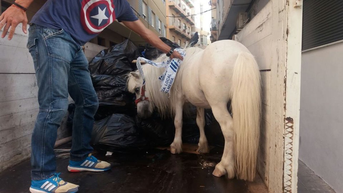 El animal subido en el camión de basura.
