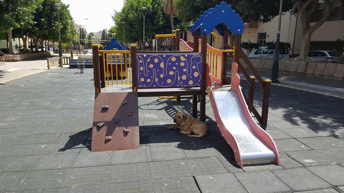 Imagen del animal abandonado bajo el columpio