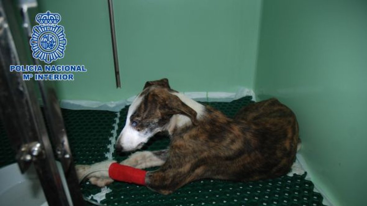 En la imagen, el cachorro de galgo de apenas tres meses que murió en la clínica veterinaria víctima de desnutrición severa.