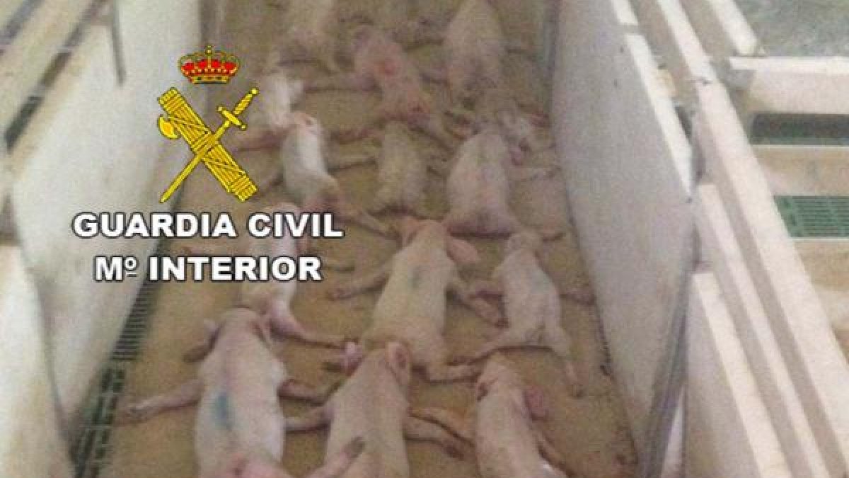 Animales muertos tras la agresión.